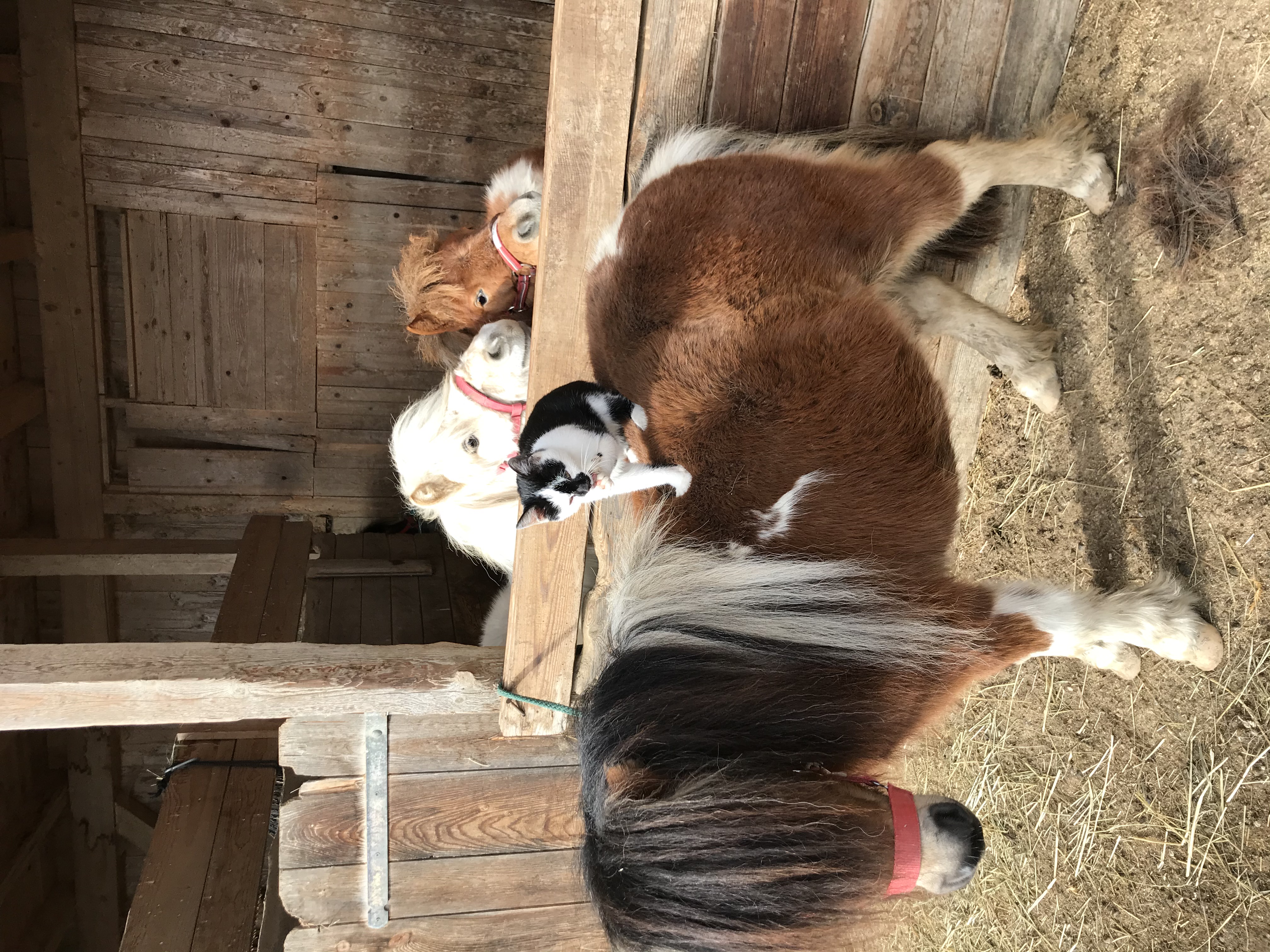 Haberlhof I nostri animali 