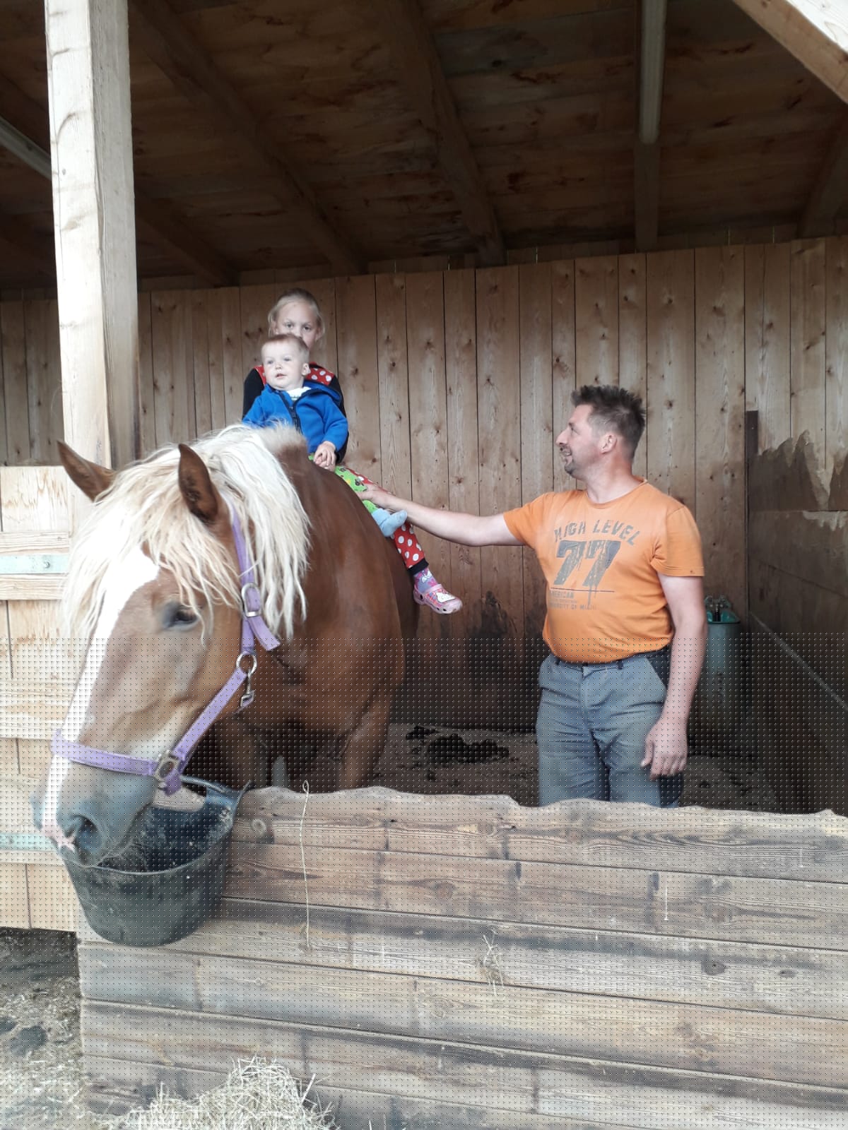 Haberlhof I nostri animali Cavalli a sangue freddo della Germania meridionale 