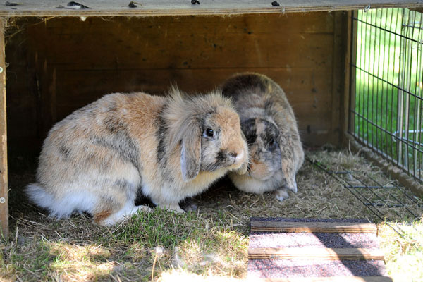 vacation on the farm - Schwimmen - Häschen - Ferienhof Moyer