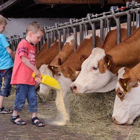 Ferien Bauernhof: Kühe füttern - Holznerhof 
