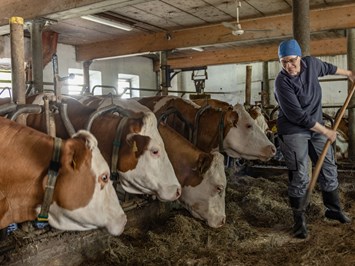 Bauernhof Oberlöffele unsere Tiere Kühe