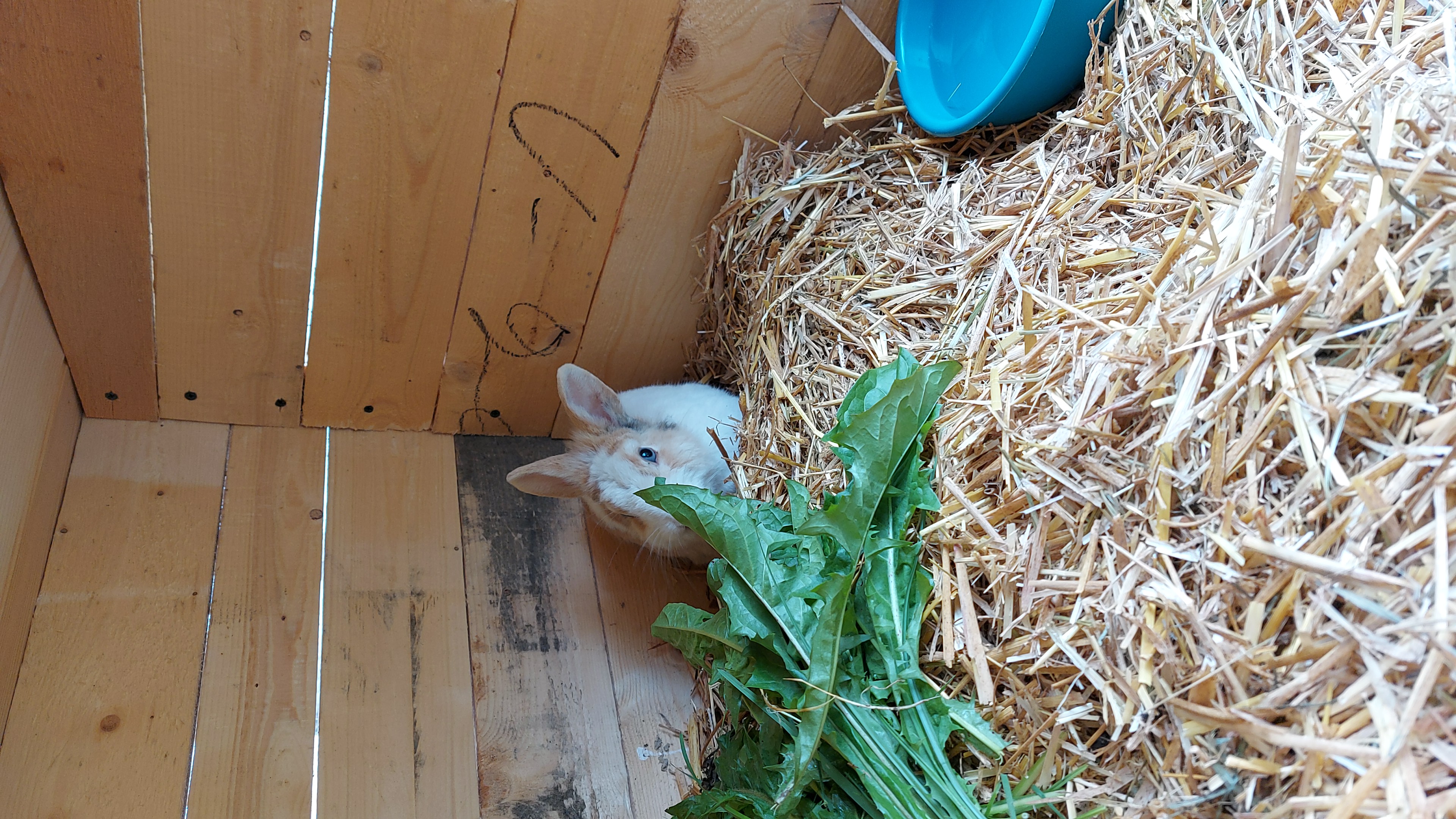Rinser See-Hof Onze dieren Haas