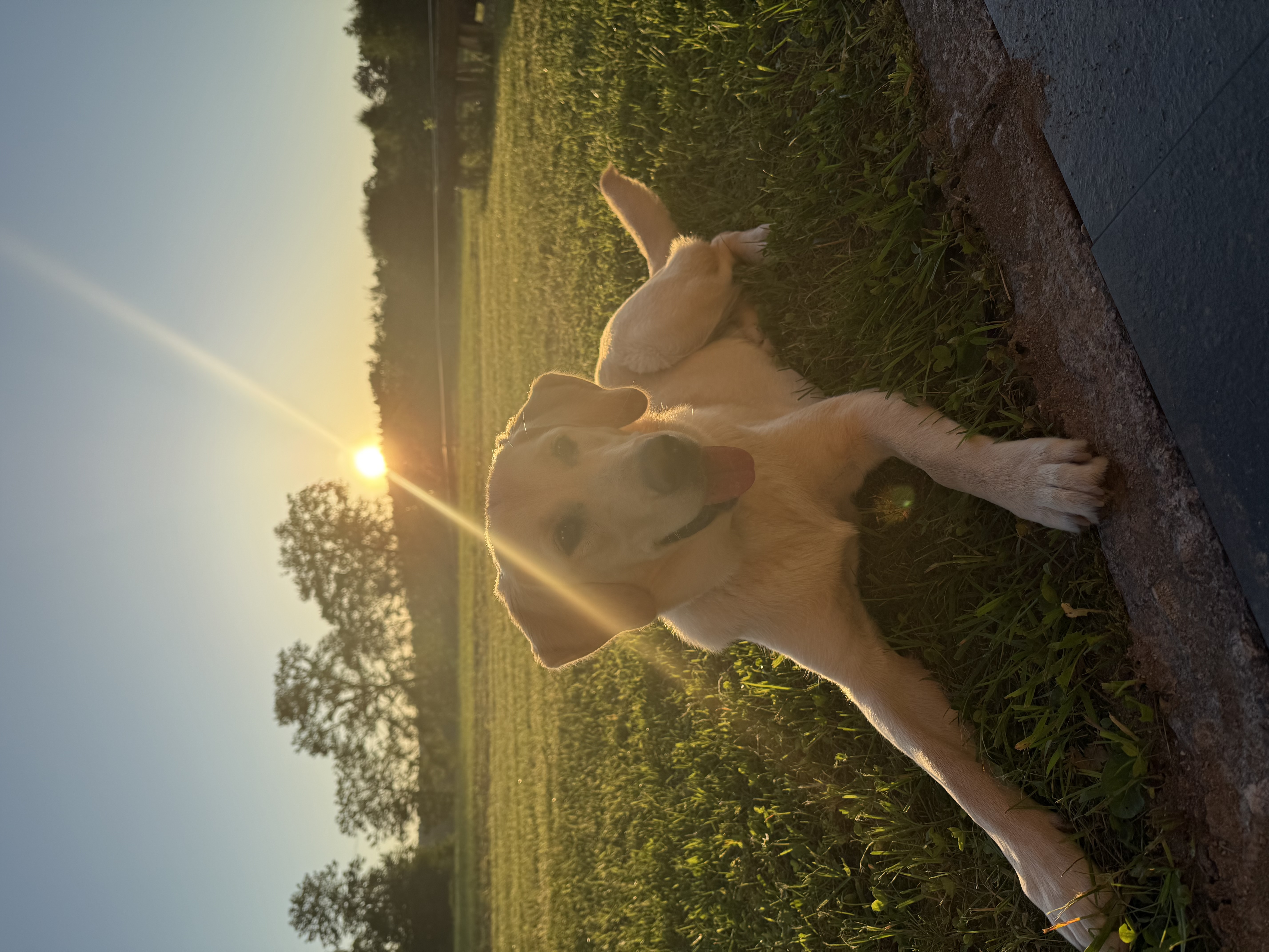 Rinser See-Hof Onze dieren Hond Luna