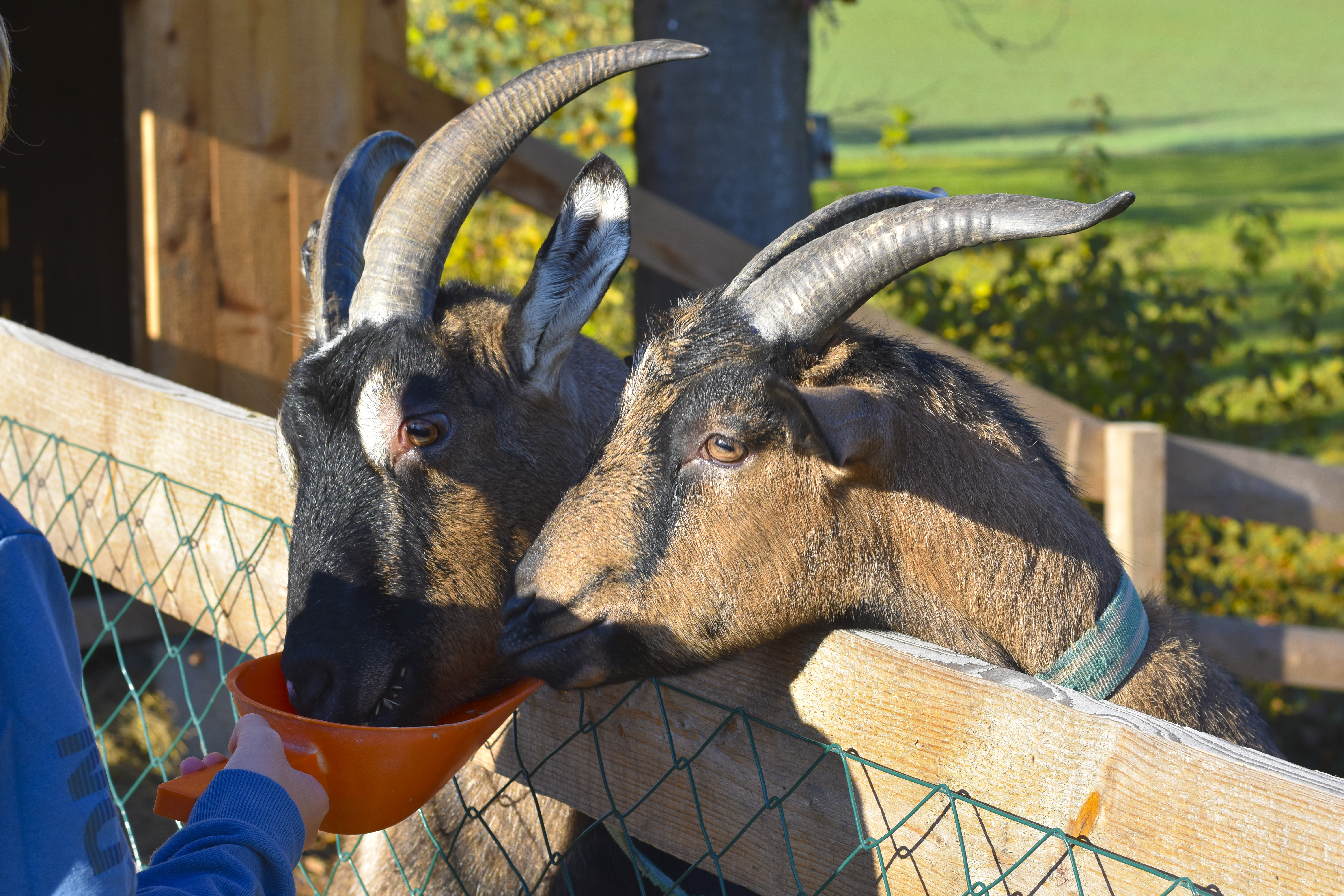 Ferien Bauernhof: Straußenhof Halmer