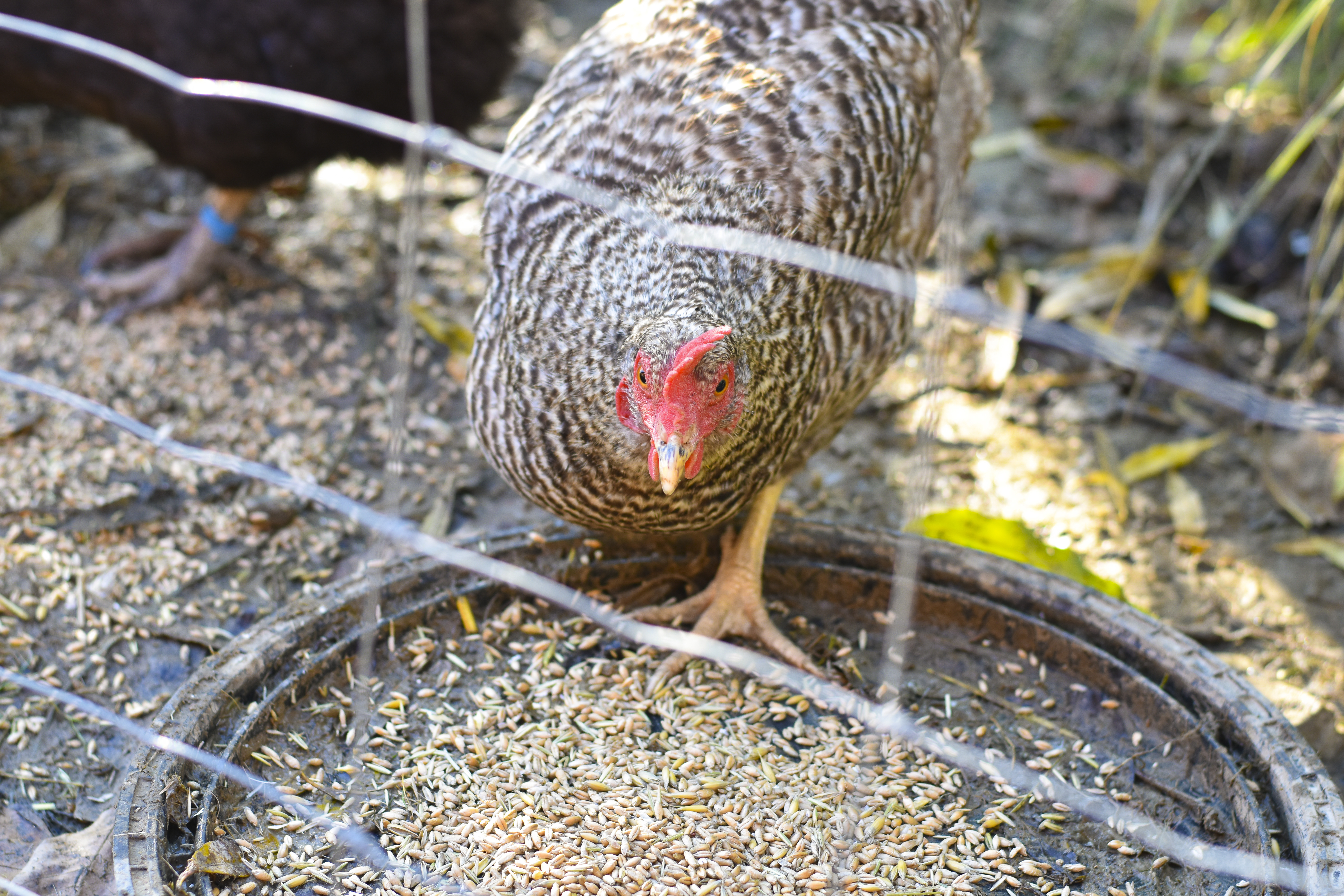 Ferien Bauernhof: Straußenhof Halmer