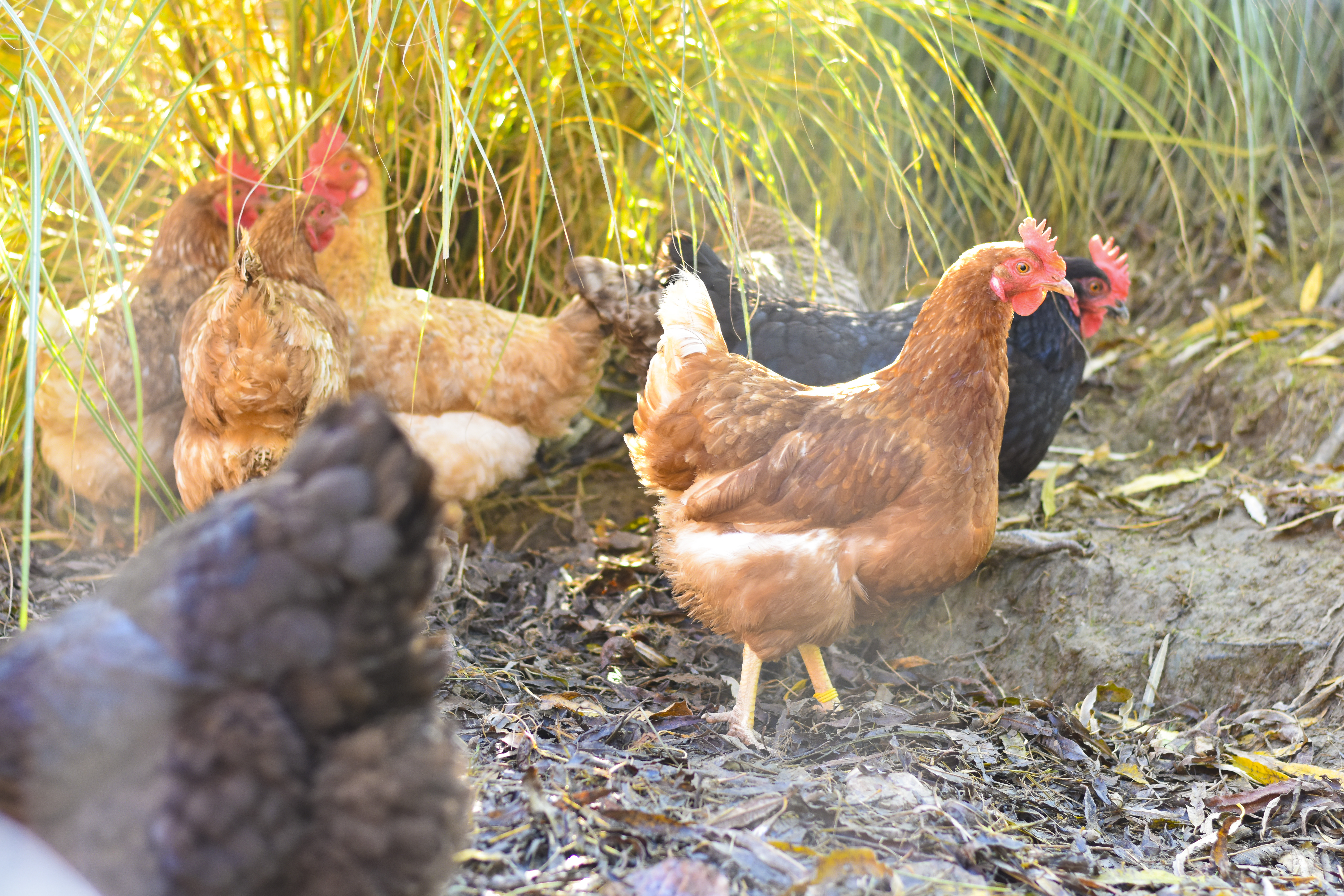 Straußenhof Halmer unsere Tiere Hühner