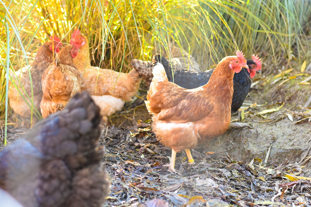 Straußenhof Halmer unsere Tiere Hühner