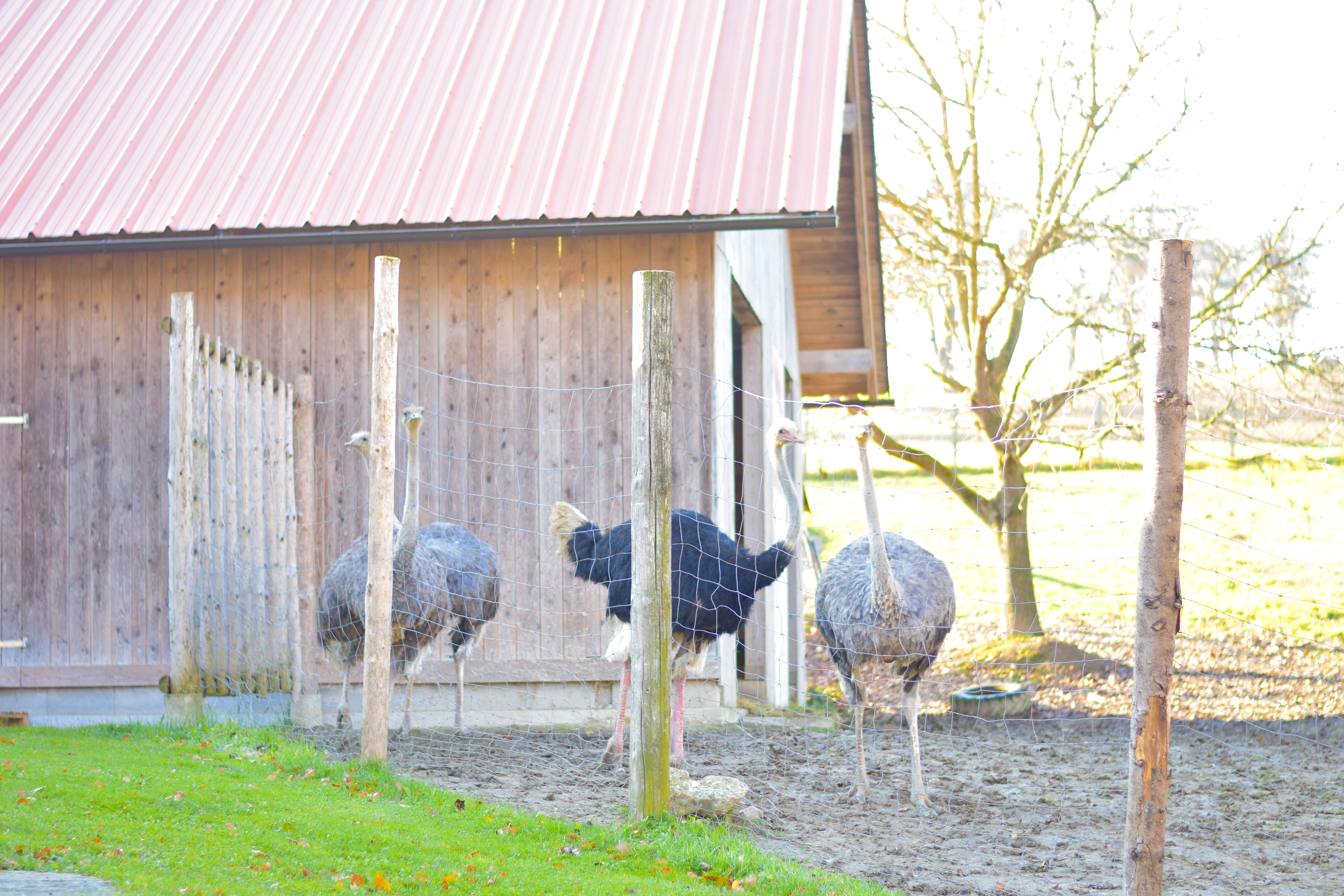 Straußenhof Halmer unsere Tiere Strauße