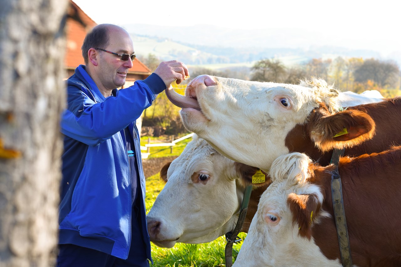 Straußenhof Halmer unsere Tiere Kühe