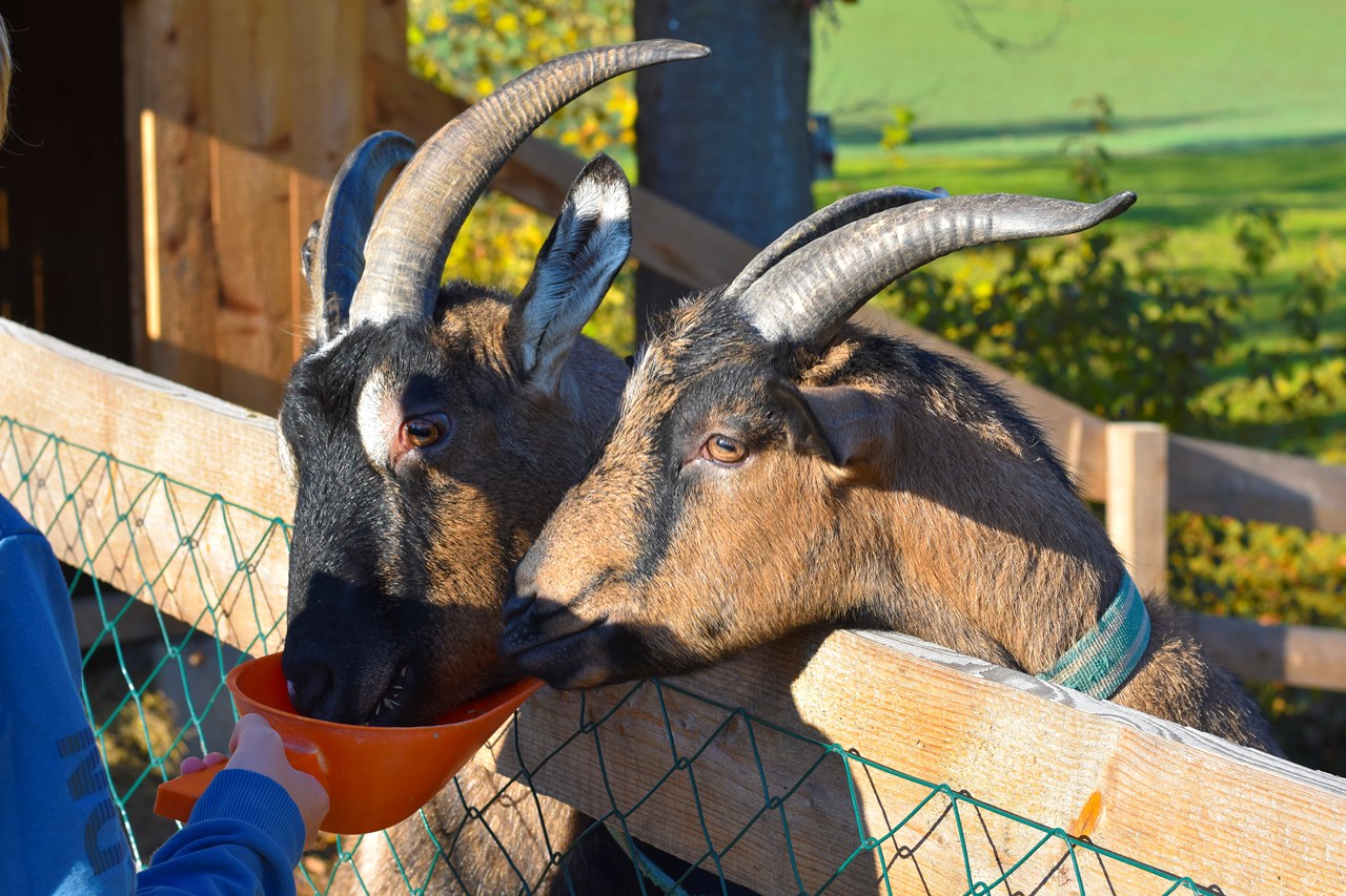 Straußenhof Halmer unsere Tiere Ziegen
