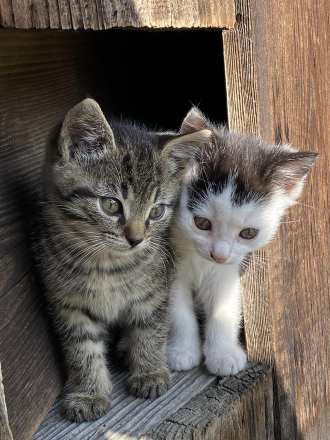 Urlaub auf dem Bauernhof - Bischofshofen - Egglbauer