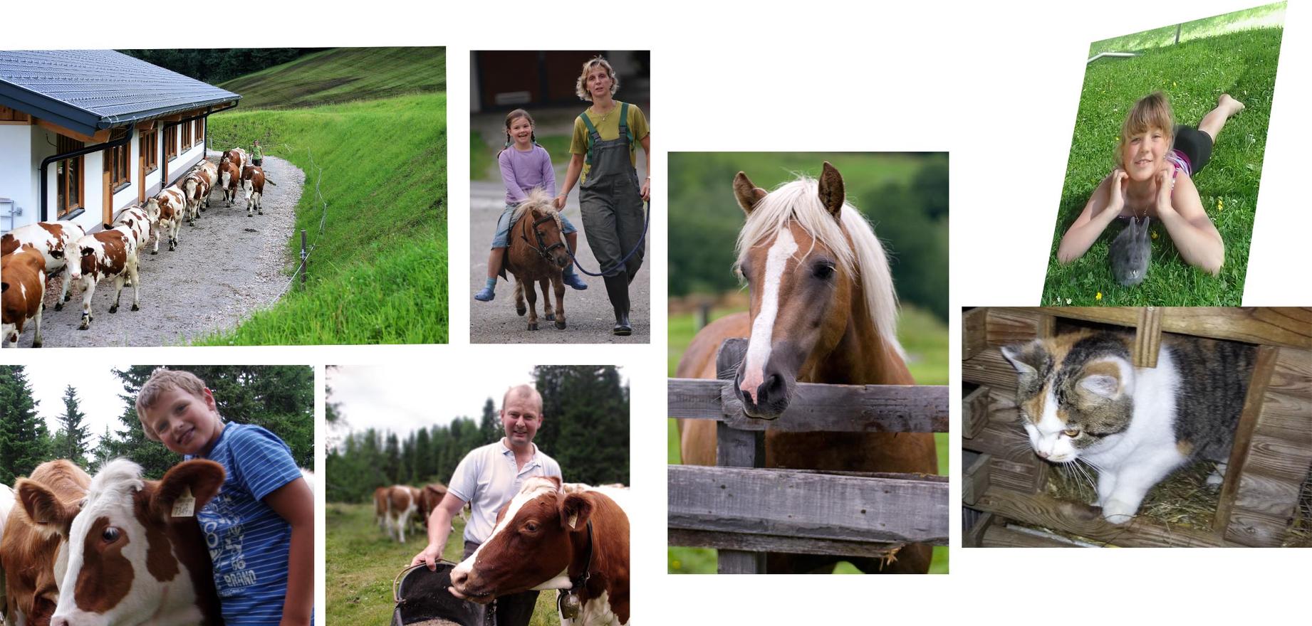 Urlaub auf dem Bauernhof - Bischofshofen - Schartlhof