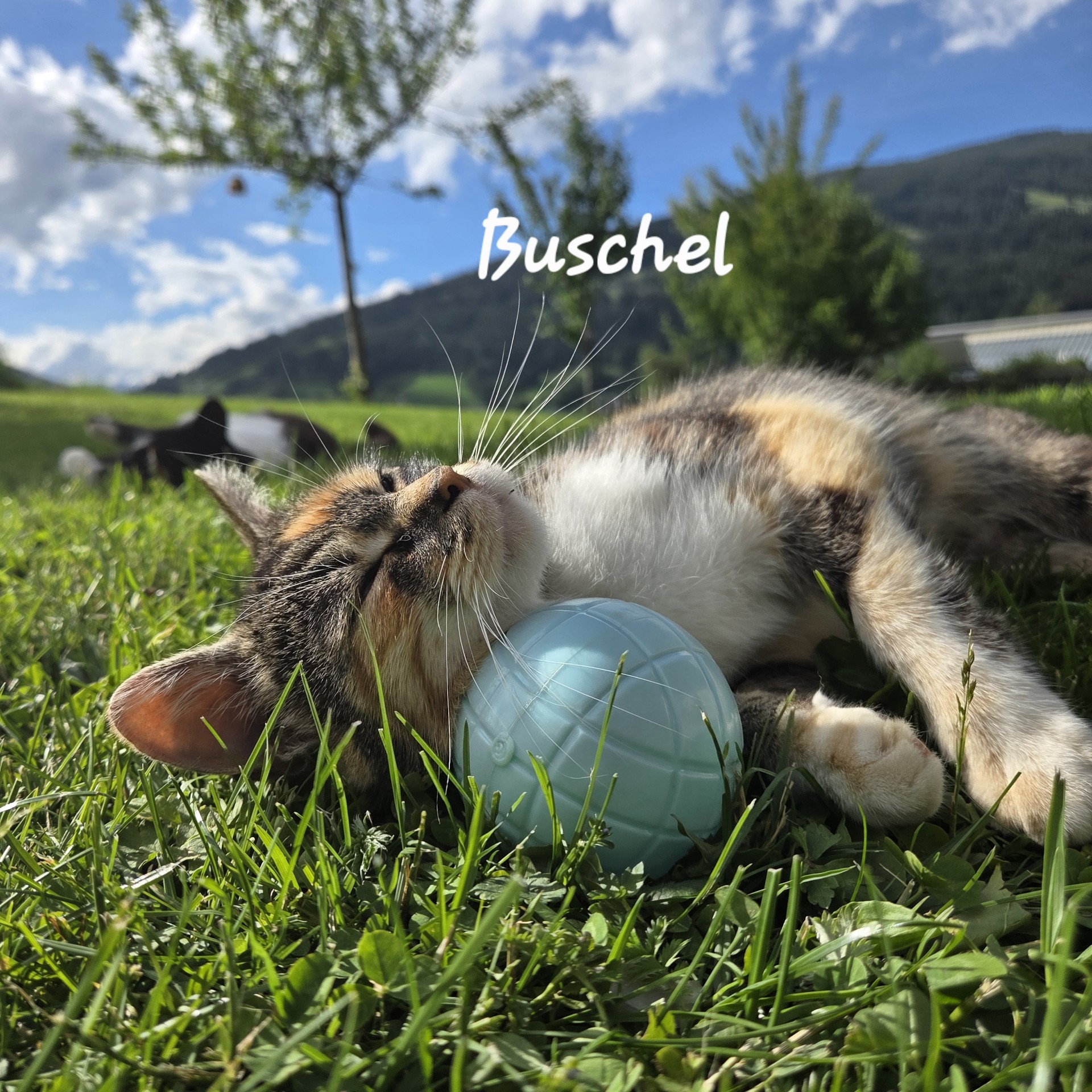 Ferien Bauernhof: Katze - Schnell Palfengut