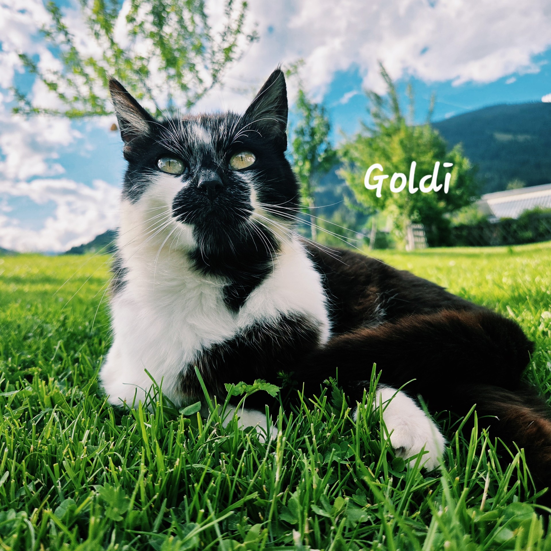 Ferien Bauernhof: Kater - Schnell Palfengut