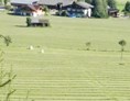 Ferien Bauernhof: Heuernte Sommer - Schnell Palfengut