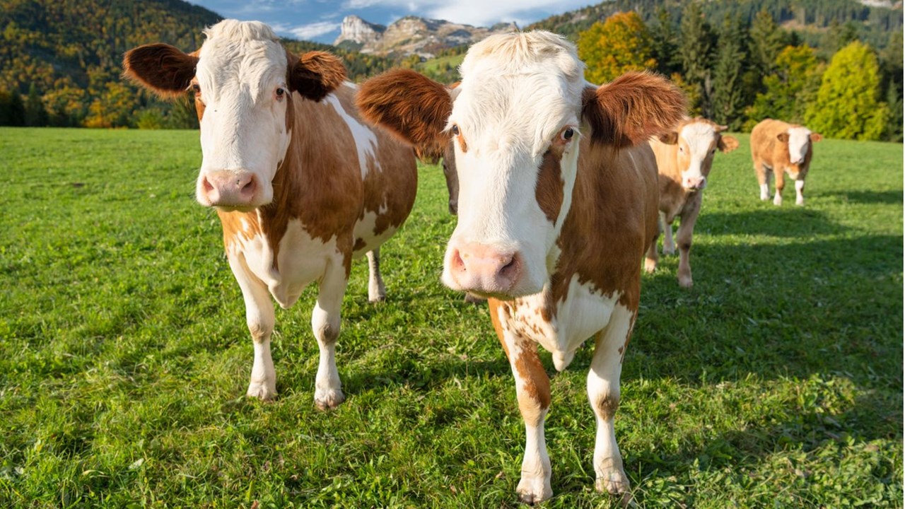 Schnell Palfengut unsere Tiere Kühe