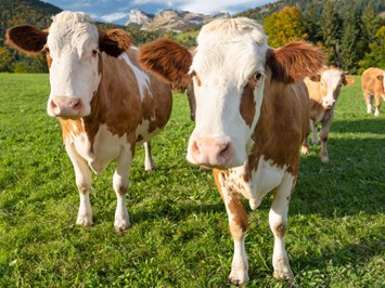 Schnell Palfengut unsere Tiere Kühe
