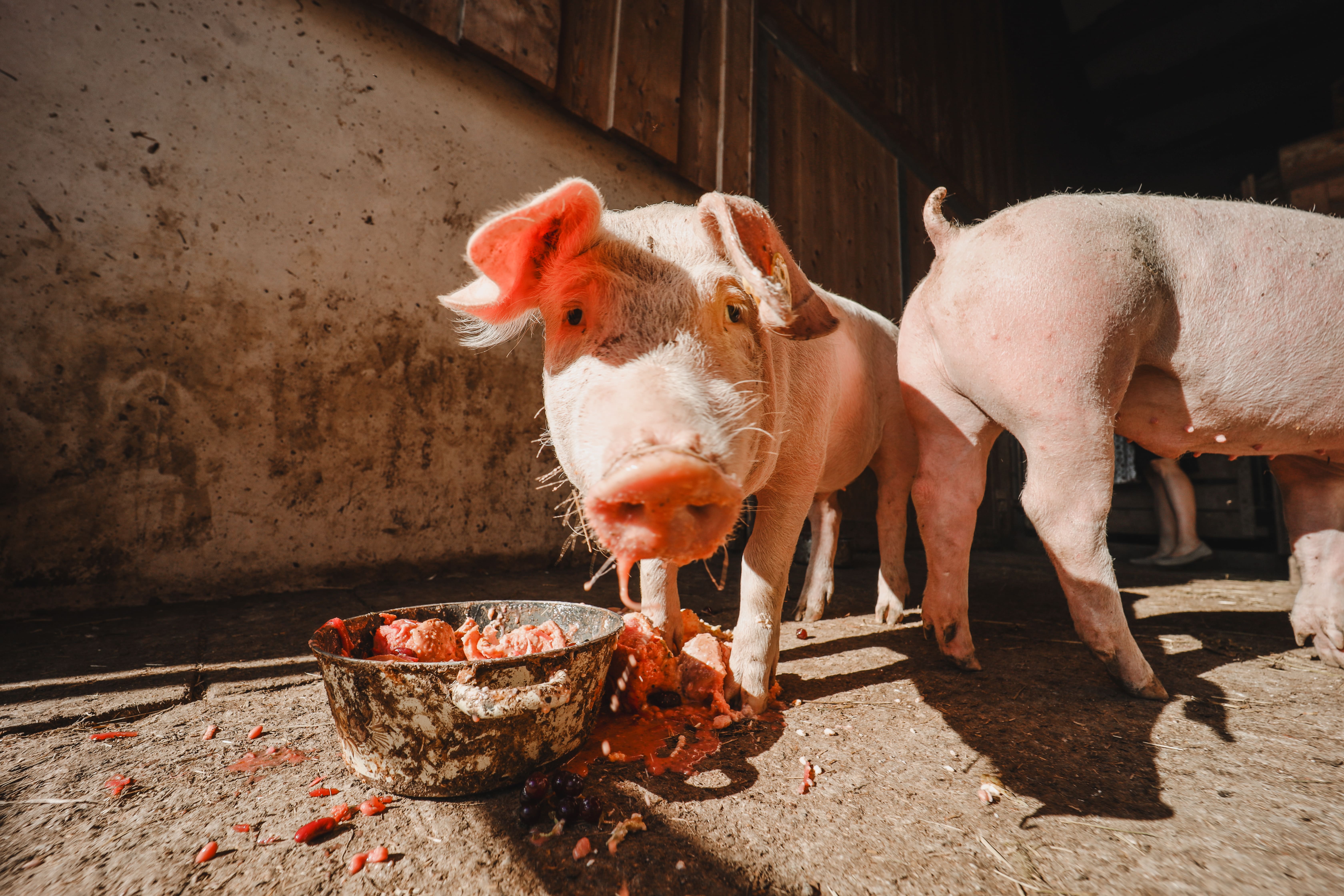 Ferien Bauernhof: Steinerbauer - Urlaub am Biokinderbauernhof - Bauernhof, Tiere