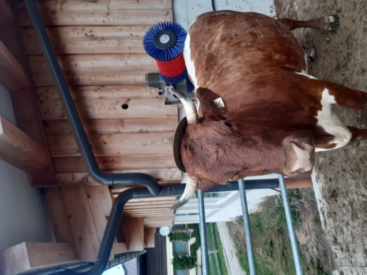 Steinerbauer - Urlaub am Biokinderbauernhof unsere Tiere Eine Kuh macht Muh...