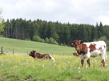Steinerbauer - Urlaub am Biokinderbauernhof Our animals Summer idyll