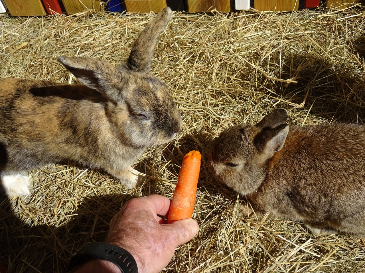 Ferienhof Hohe I nostri animali I teneri coniglietti Max e Moritz