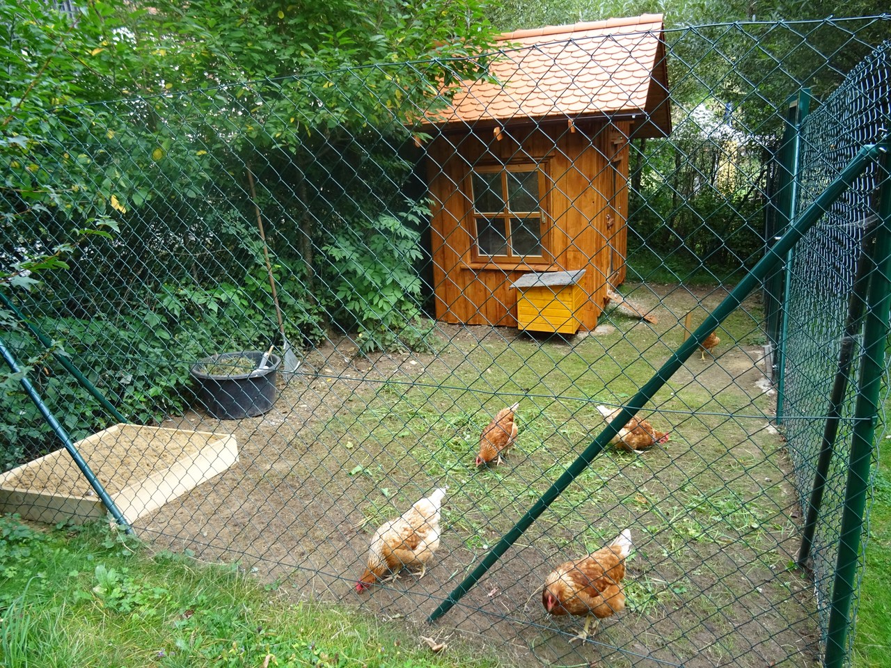 Ferienhof Hohe unsere Tiere Bio Hühner