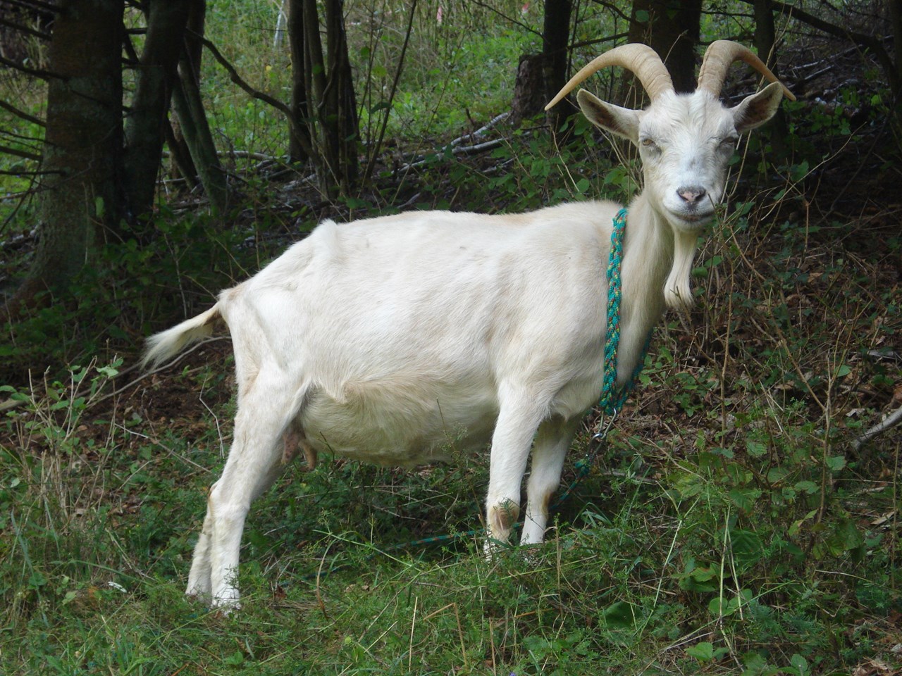 Ferienhof Hohe I nostri animali Capre e pecore