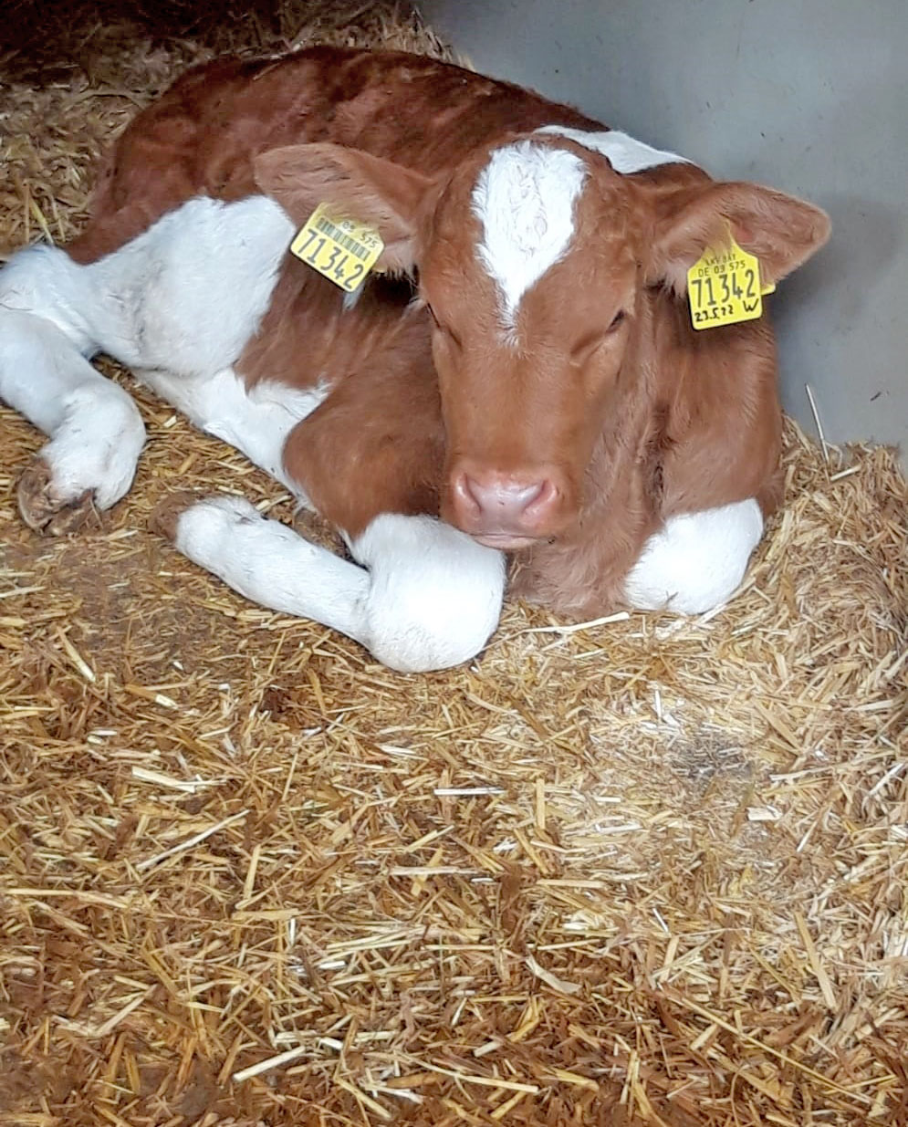 Ederhof I nostri animali 