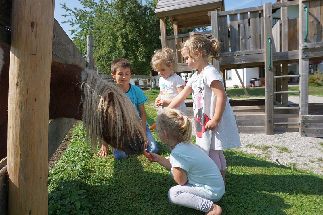 Ferien Bauernhof: unser Pony Max - Wastelbauerhof
