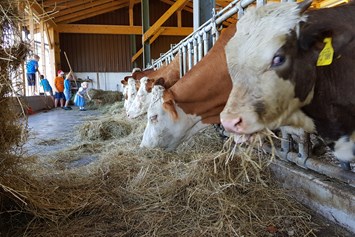 Ferien Bauernhof: unsere Mutterkühe - Wastelbauerhof