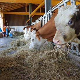 Ferien Bauernhof: unsere Mutterkühe - Wastelbauerhof