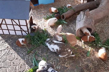 Ferien Bauernhof: Unser Streichelgehege mit Kaninchen und Meerschweinchen. - Ferienhof Schmiddes