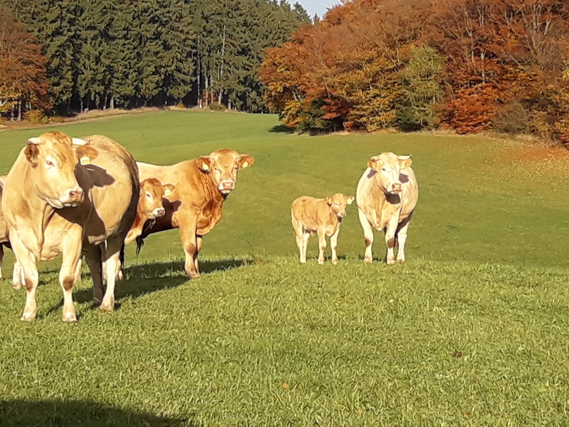 Ferien Bauernhof: Ein Teil unserer Rinder  - Ferienhof Schmiddes