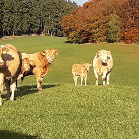 Ferien Bauernhof: Ein Teil unserer Rinder  - Ferienhof Schmiddes