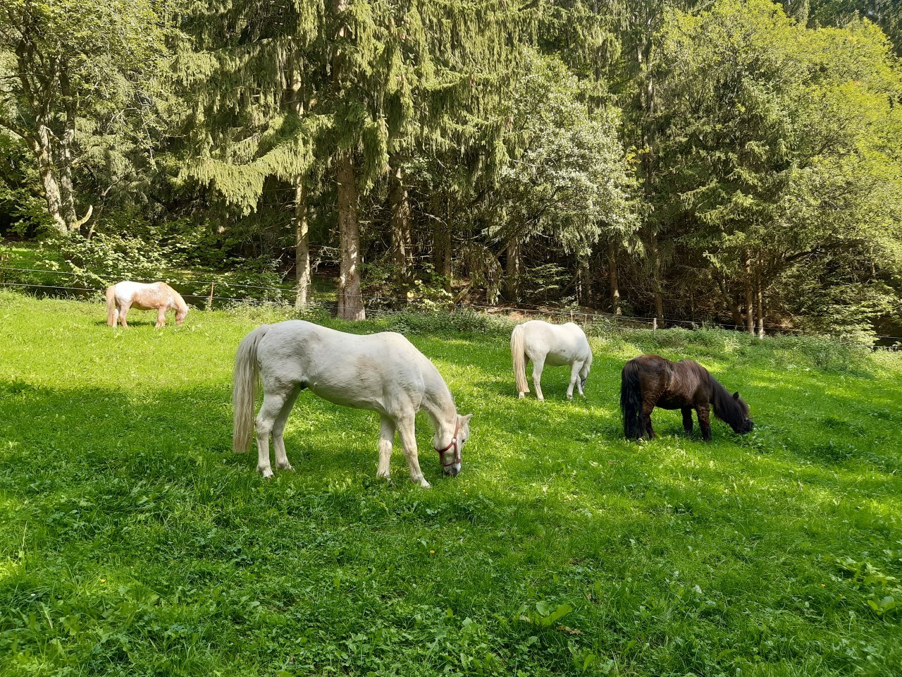 Ferienhof Schmiddes unsere Tiere Unsere Ponys