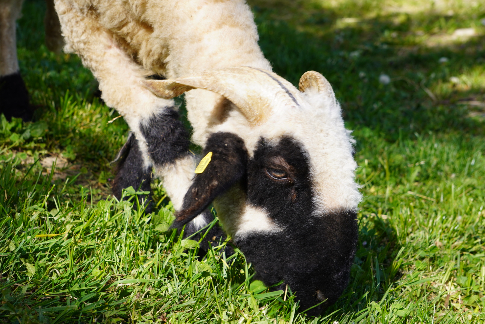 počitnice na kmetiji - Streichelzoo - Avstrija - Bauernhof Rieglsteffl 