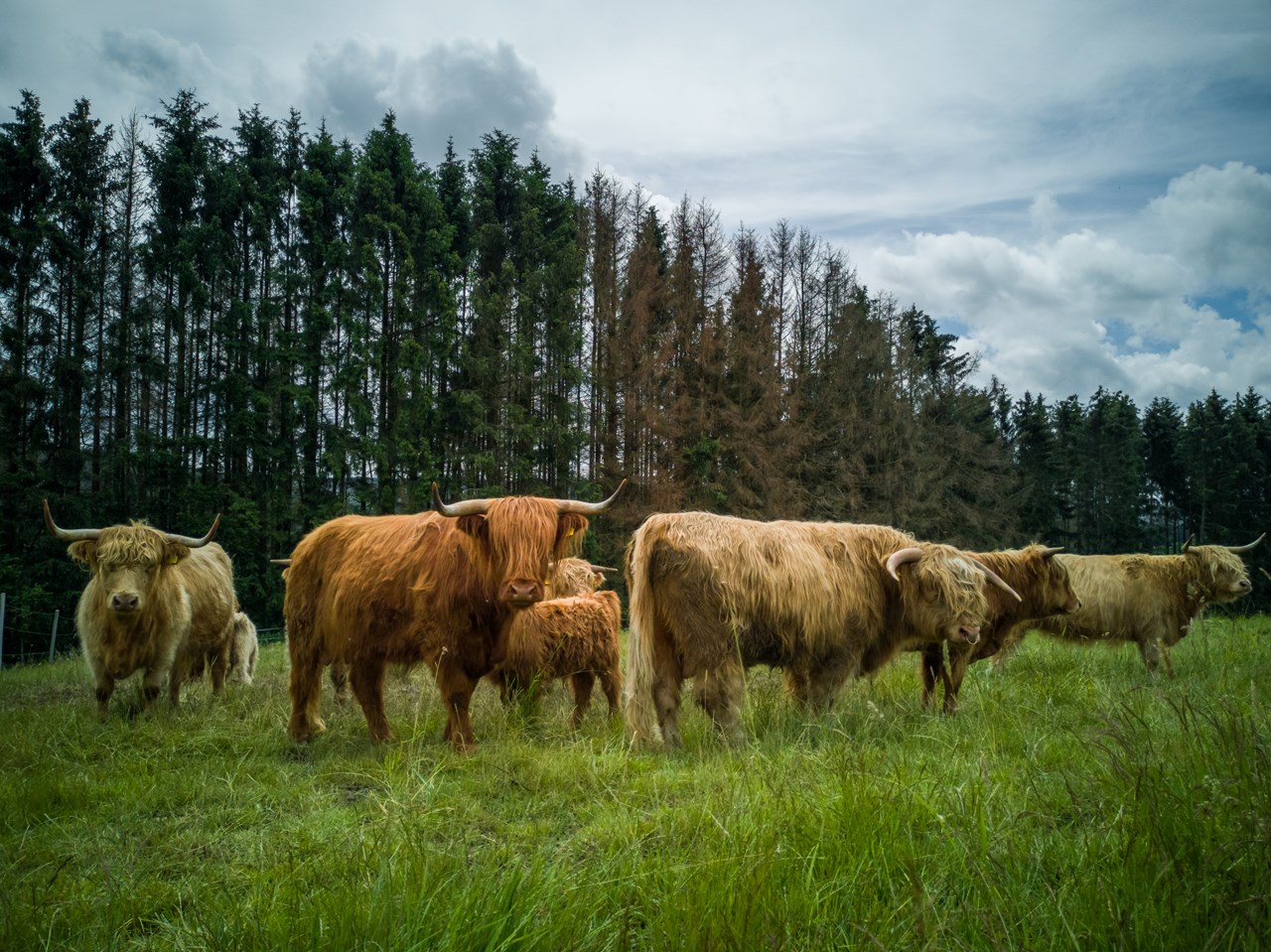Flurhof I nostri animali Bovini scozzesi delle Highland