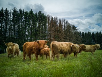 Flurhof Our animals Scottish Highland cattle