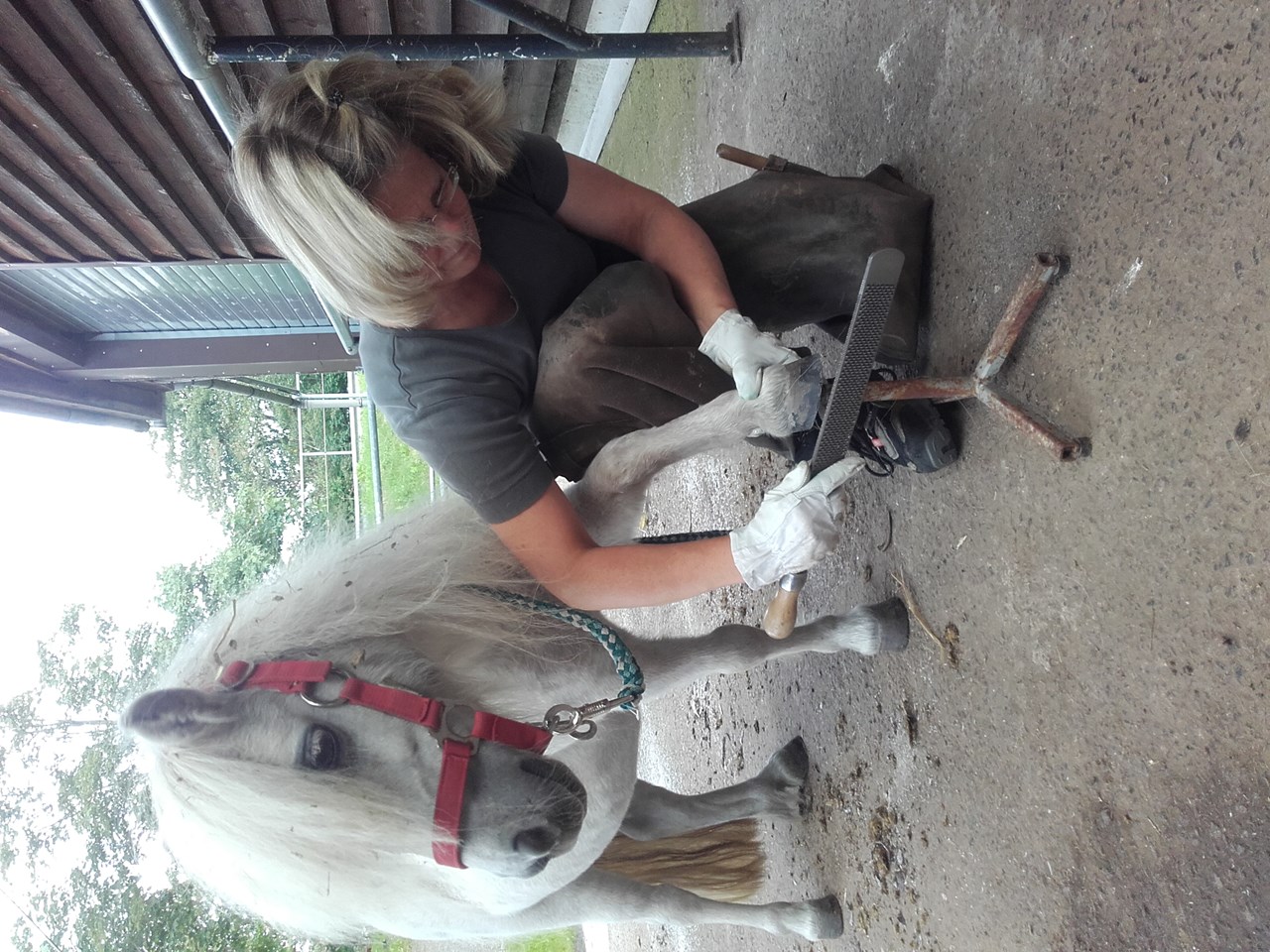 Flurhof I nostri animali Pony per bambini Ayla