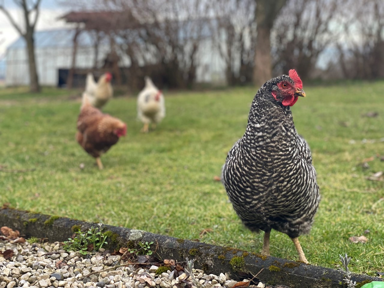 Vogelhubergut  Our animals Chicken Gudrun with her friends