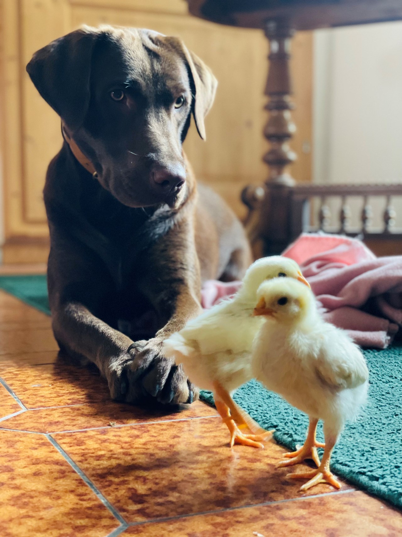 Vogelhubergut  Our animals Luna the dog