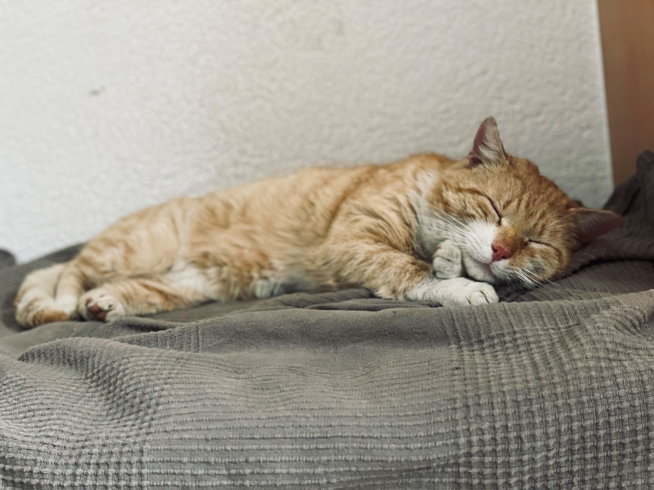 Vogelhubergut  Our animals Tomcat Schnurli