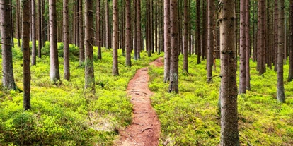 wakacje na farmie - Schwarzwald - Symbolbild für Urlaub auf einem Bauernhof - Ferienhof Kober