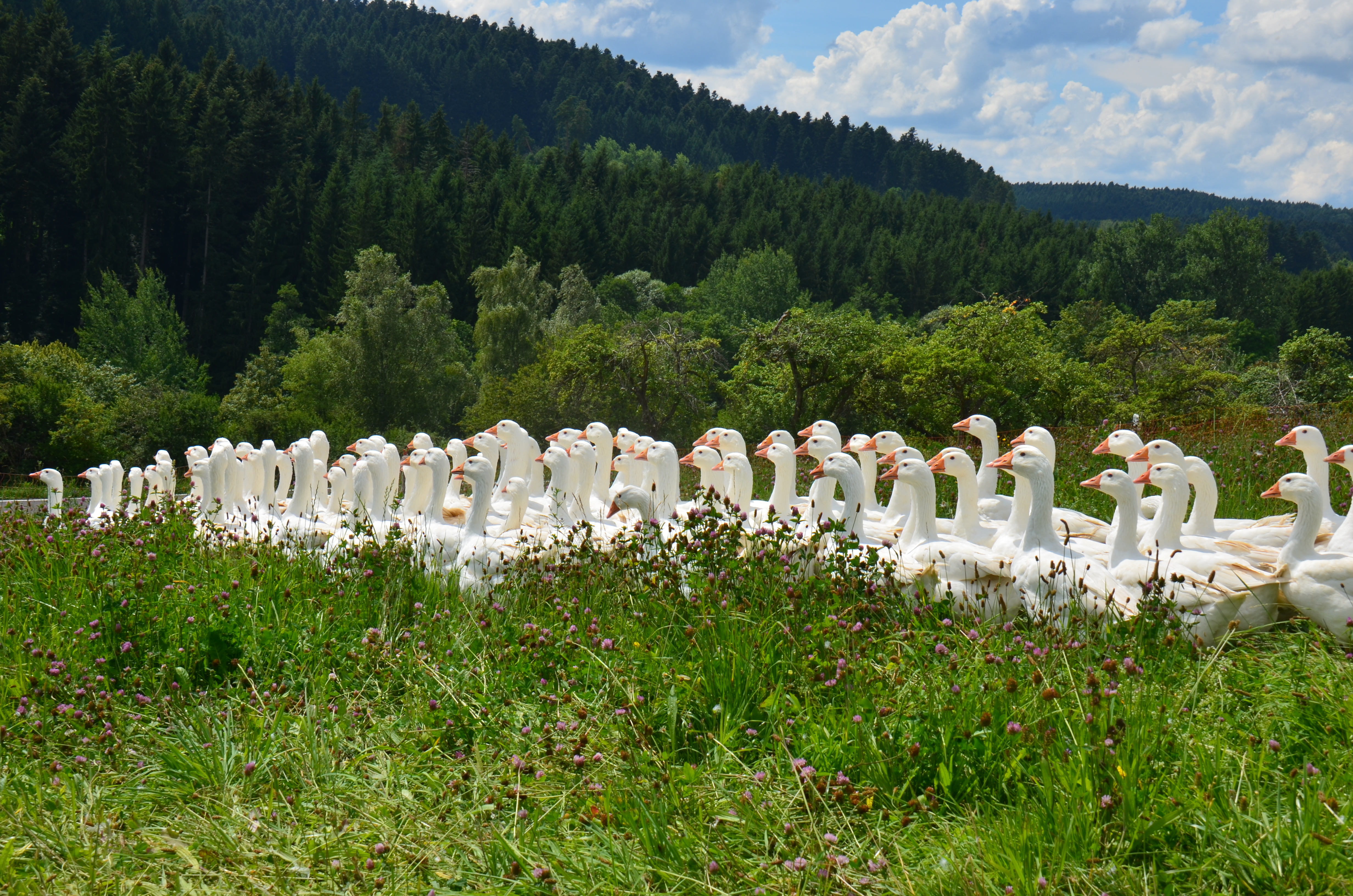 Ferienhof Kober I nostri animali Oche