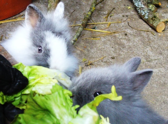 Ferienhof Kober unsere Tiere Kaninchen