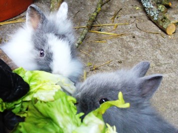 Ferienhof Kober unsere Tiere Kaninchen