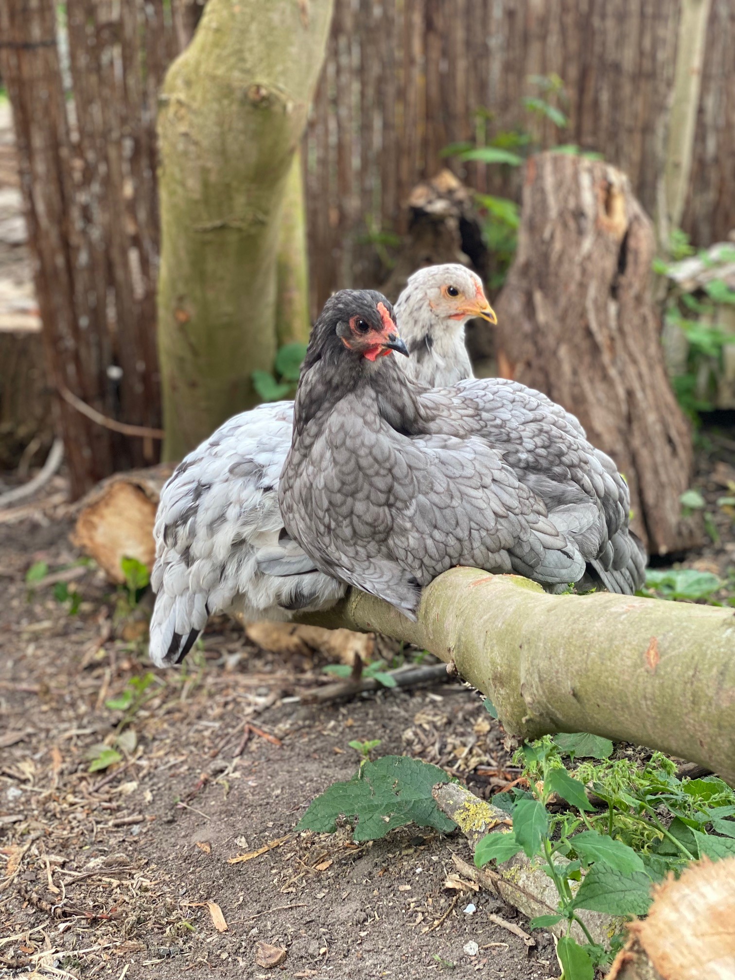 Hausdeich 180 Naše životinje Kokošja družina