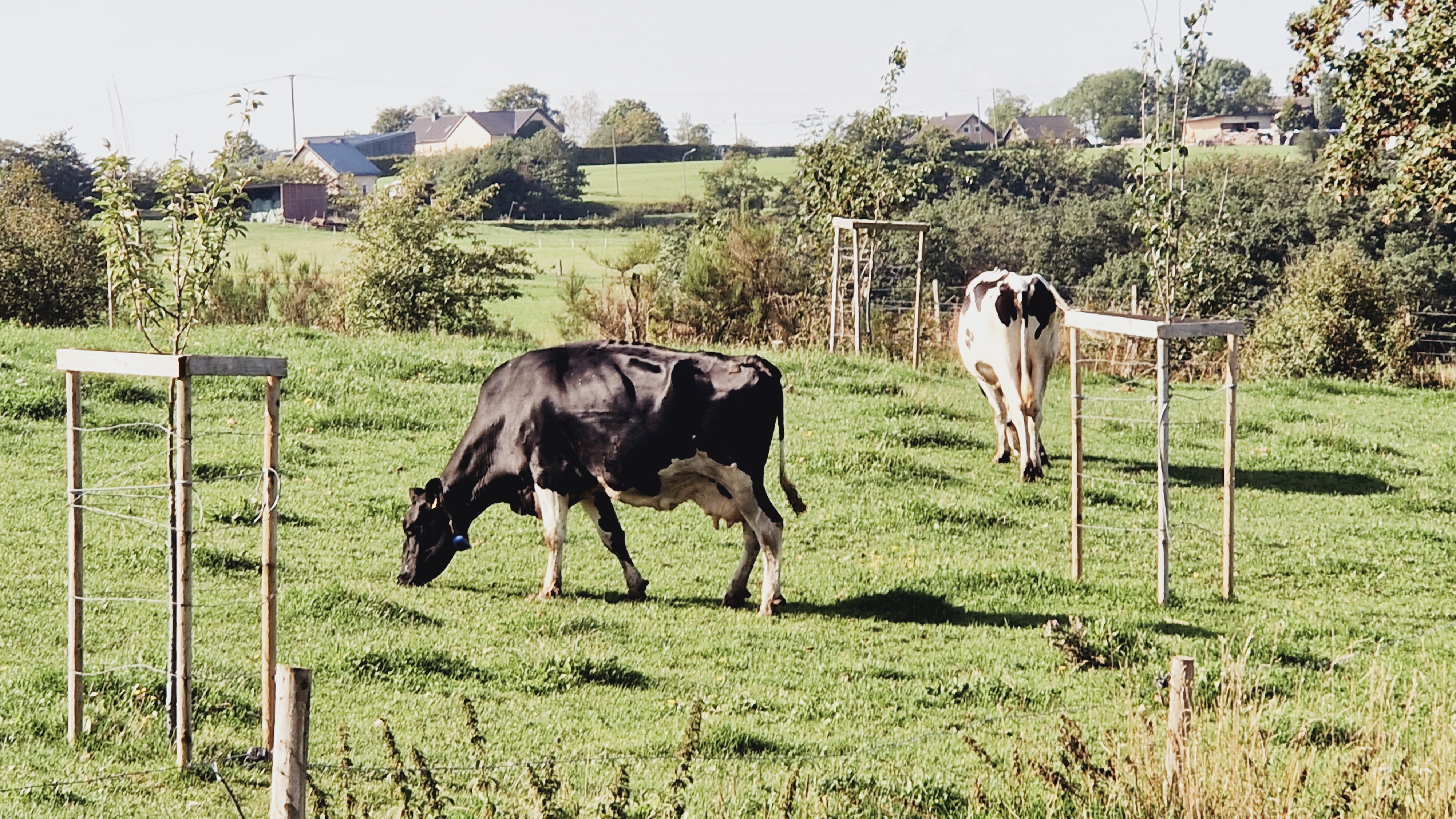 Ferienhof Pütz Our animals 