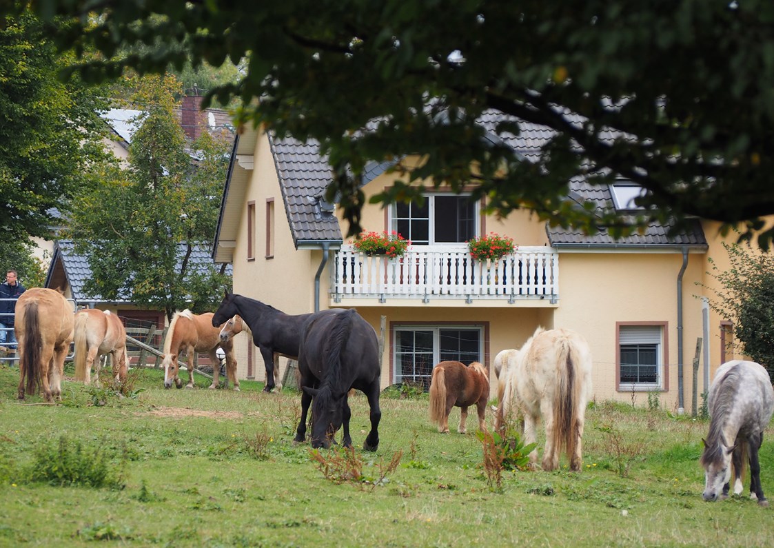 Ferien Bauernhof: Pferde und Ponys auf der Weide - Ferienhof Feinen