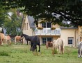 Ferien Bauernhof: Pferde und Ponys auf der Weide - Ferienhof Feinen